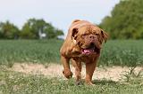 DOGUE DE BORDEAUX 027